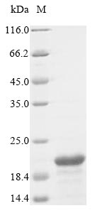 Greater than 85% as determined by SDS-PAGE.Recombinant Bovine Adrenodoxin, Mitochondrial (FDX1) Protein (His)