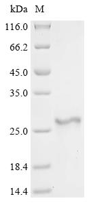Greater than 90% as determined by SDS-PAGE.Recombinant Human Adrenodoxin, Mitochondrial (FDX1) Protein (His&Myc)