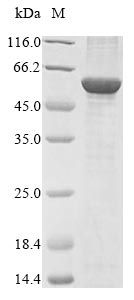 Greater than 85% as determined by SDS-PAGE.Recombinant Bovine Nadph:Adrenodoxin Oxidoreductase, Mitochondrial (FDXR) Protein (His)