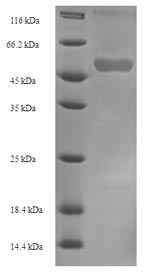 Greater than 90% as determined by SDS-PAGE.Recombinant Human Nadph:Adrenodoxin Oxidoreductase, Mitochondrial (FDXR) Protein (His-SUMO)