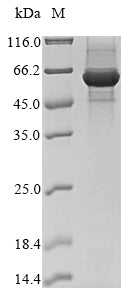 Greater than 85% as determined by SDS-PAGE.