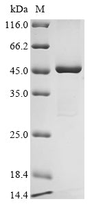 Greater than 90% as determined by SDS-PAGE.