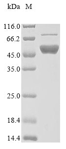 Greater than 85% as determined by SDS-PAGE.Recombinant Human Flap Endonuclease 1 (FEN1) Protein (His&Myc)