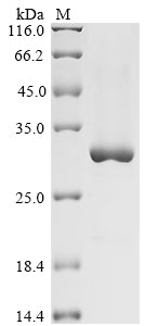 Greater than 85% as determined by SDS-PAGE.Recombinant Human Tyrosine-Protein Kinase Fer (FER) Protein (His)
