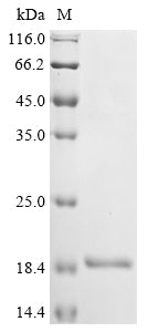 Greater than 90% as determined by SDS-PAGE.
