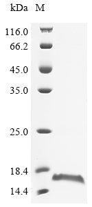 Greater than 90% as determined by SDS-PAGE.