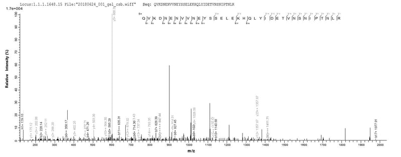 Based on the SEQUEST from database of E.coli host and target protein, the LC-MS/MS Analysis result of this product could indicate that this peptide derived from E.coli-expressed Homo sapiens (Human) FGB.Recombinant Human Fibrinogen Beta Chain (FGB) Protein (His)