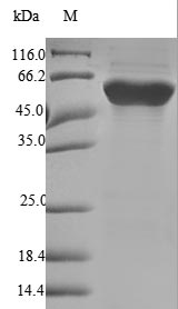 Greater than 90% as determined by SDS-PAGE.Recombinant Human Fibrinogen Beta Chain (FGB) Protein (His)