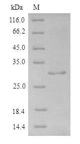 Greater than 90% as determined by SDS-PAGE.Recombinant Human Fibroblast Growth Factor 1 (FGF1) Protein (His-SUMO)