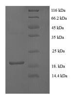 Greater than 90% as determined by SDS-PAGE.