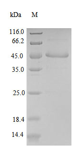 Greater than 90% as determined by SDS-PAGE.Recombinant Human Fibroblast Growth Factor 10 (FGF10) Protein (GST)