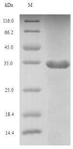 Greater than 90% as determined by SDS-PAGE.