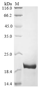 Greater than 90% as determined by SDS-PAGE.