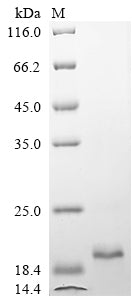Greater than 90% as determined by SDS-PAGE.
