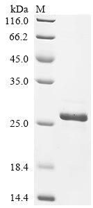 Greater than 90% as determined by SDS-PAGE.Recombinant Chicken Fibroblast Growth Factor 2 (FGF2) Protein (His)