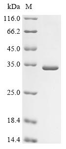 Greater than 90% as determined by SDS-PAGE.Recombinant Rabbit Fibroblast Growth Factor 2 (FGF2) Protein (His-SUMO)