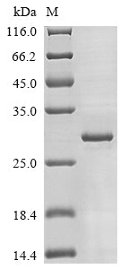 Greater than 85% as determined by SDS-PAGE.Recombinant Mouse Fibroblast Growth Factor 20 (FGF20) Protein (His)