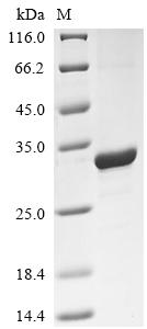 Greater than 90% as determined by SDS-PAGE.
