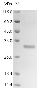 Greater than 85% as determined by SDS-PAGE.