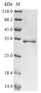 Greater than 90% as determined by SDS-PAGE.