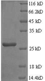 Greater than 90% as determined by SDS-PAGE.Recombinant Rat Fibroblast Growth Factor 23 (FGF23) Protein (His)