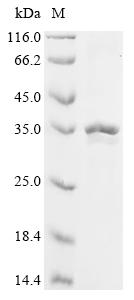 Greater than 85% as determined by SDS-PAGE.