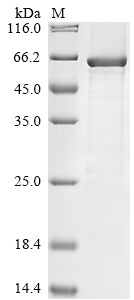 Greater than 85% as determined by SDS-PAGE.Recombinant Human Fibroblast Growth Factor 5 (FGF5) Protein (His-GST&Myc)