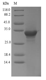 Greater than 90% as determined by SDS-PAGE.