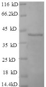 Greater than 90% as determined by SDS-PAGE.