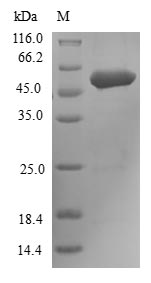 Greater than 90% as determined by SDS-PAGE.Recombinant Human Fibroblast Growth Factor Receptor 3 (FGFR3) Protein (His-B2M)