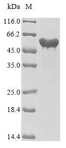 Greater than 90% as determined by SDS-PAGE.