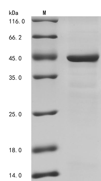 Greater than 85% as determined by SDS-PAGE.Recombinant Human Fibrinogen-Like Protein 1 (FGL1) Protein (His-GST&Myc)