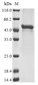 Greater than 85% as determined by SDS-PAGE.Recombinant Mouse Fibroleukin (FGL2) Protein (His)