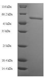 Greater than 90% as determined by SDS-PAGE.