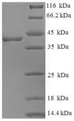 Greater than 90% as determined by SDS-PAGE.