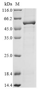 Greater than 85% as determined by SDS-PAGE.Recombinant Cynomolgus Monkey Ribitol-5-Phosphate Transferase Fktnn (FKTN) Protein (His&Myc)