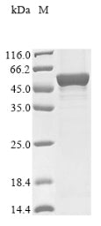 Greater than 85% as determined by SDS-PAGE.