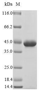 Greater than 85% as determined by SDS-PAGE.Recombinant Human Filamin-A (FLNA) Protein (His&Myc)