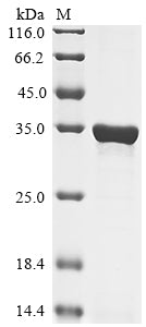 Greater than 85% as determined by SDS-PAGE.Recombinant Human Flotillin-1 (FLOT1) Protein (His)