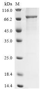 Greater than 85% as determined by SDS-PAGE.
