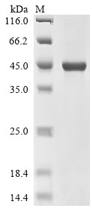 Greater than 90% as determined by SDS-PAGE.Recombinant Human Receptor-Type Tyrosine-Protein Kinase Flt3 (FLT3) Protein (His)