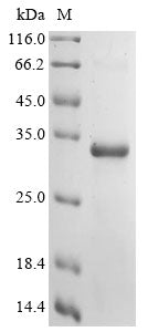 Greater than 90% as determined by SDS-PAGE.Recombinant Bovine Fibronectin (FN1) Protein (His&Myc)