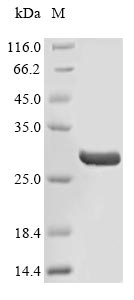 Greater than 90% as determined by SDS-PAGE.Recombinant Human Fibronectin (FN1) Protein (His)