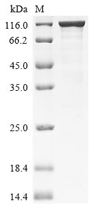 Greater than 85% as determined by SDS-PAGE.