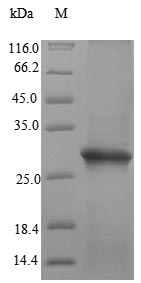 Greater than 90% as determined by SDS-PAGE.Recombinant Human Sperm-Egg Fusion Protein Juno (IZUMO1R) Protein (His)