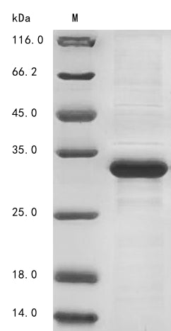 Greater than 85% as determined by SDS-PAGE.