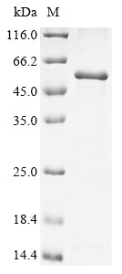 Greater than 85% as determined by SDS-PAGE.