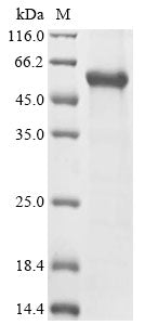 Greater than 85% as determined by SDS-PAGE.Recombinant Mouse Protein C-Fos (FOS) Protein (His)
