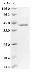 Greater than 85% as determined by SDS-PAGE.Recombinant Mouse Fos-Related Antigen 1 (FOSL1) Protein (His)