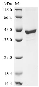 Greater than 85% as determined by SDS-PAGE.Recombinant Mouse Fos-Related Antigen 1 (FOSL1) Protein (His&Myc)